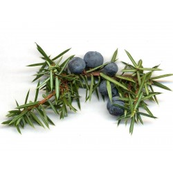 Graines de BAIES DE GENÉVRIER (Juniperus communis) 1.65 - 1