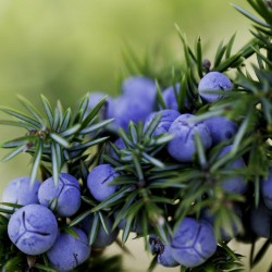 Juniper Berry Seeds (Juniperus communis) 1.65 - 2