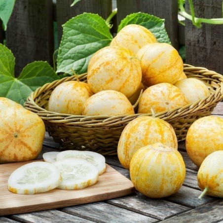 Citrongurka Frön (Lemon Cucumber) | 2,25 €