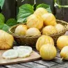 Graines de Concombre Citron