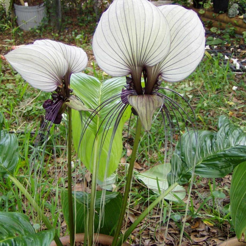 Price: €2.85 - White Bat Flower Seeds (Tacca chantrieri) - 