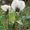 Price: €2.85 - Graines De Plante Chauve Souris Blanc (Tacca chantrieri) - 