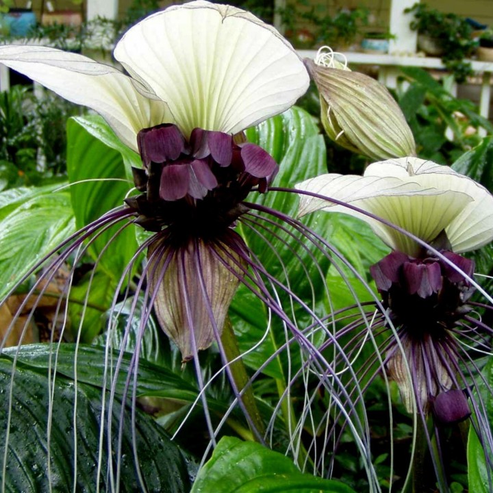 White Bat Flower Seeds (Tacca chantrieri) - 2.565