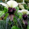 Price: €2.85 - Graines De Plante Chauve Souris Blanc (Tacca chantrieri) - 