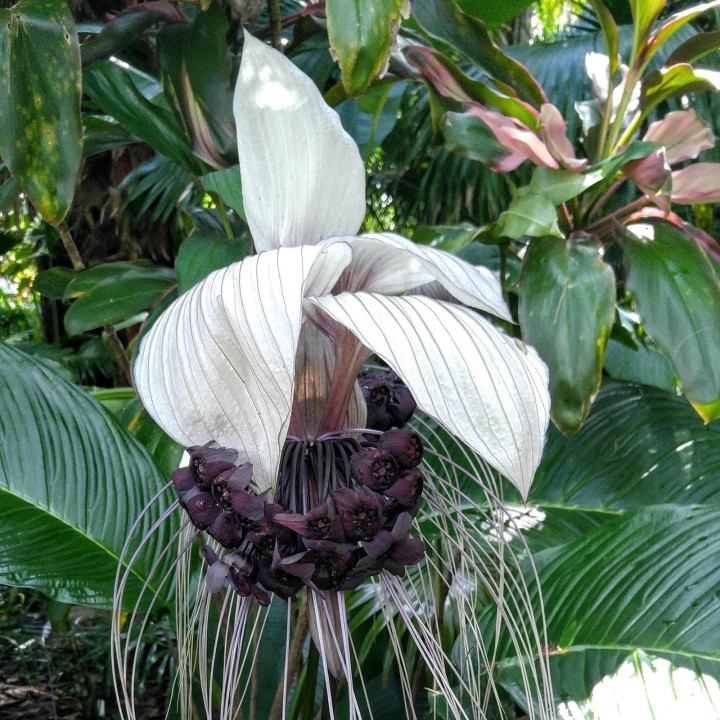 White Bat Flower Seeds (Tacca chantrieri) - 2.565