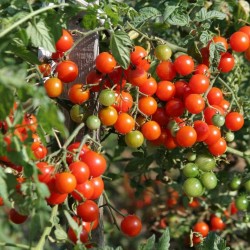 Price: €5.5 - 400+ Semillas de Tomate Cherry Belle - Seeds Gallery