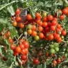 400+ Semillas de Tomate Cherry Belle