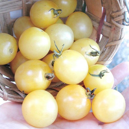 Snow White Cherry Tomat frön | 1,75 €