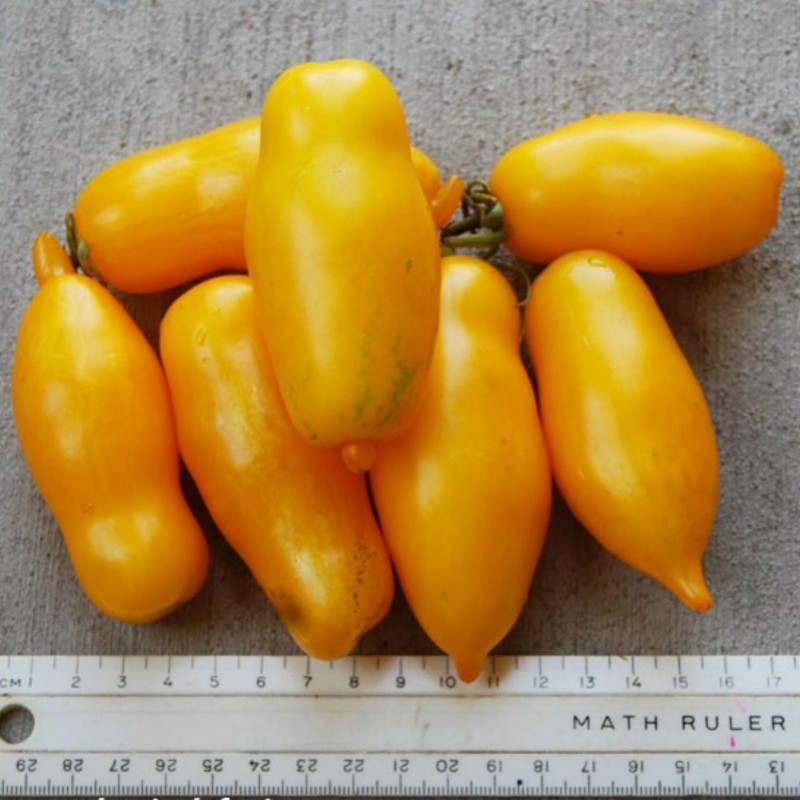 Price: €1.85 - Semi di pomodoro Gambe Di Banana (Banana Legs) - Seeds Gallery