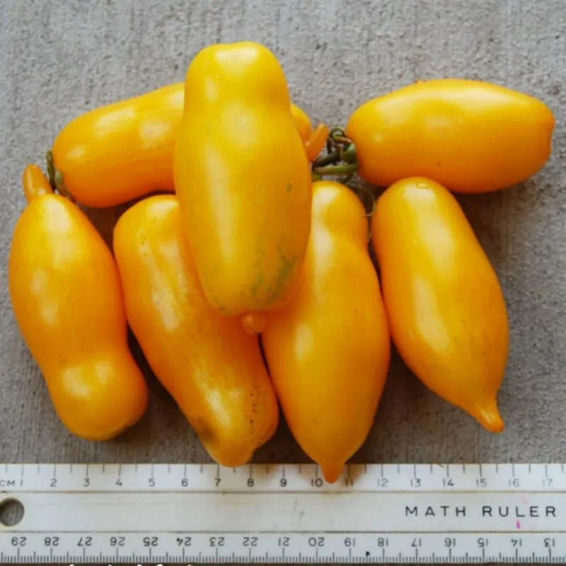 Tomatfrön Banana Legs