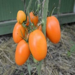 Tschuchloma Tomaten Samen 1.85 - 2