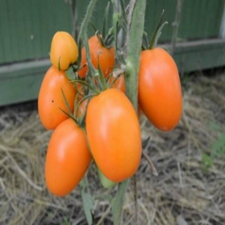 Price: €1.95 - Semillas de tomate Tschuchloma - Seeds Gallery