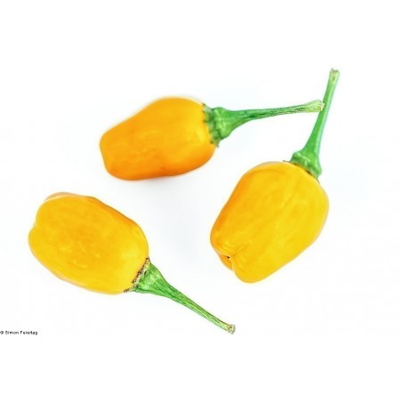 Price: €2 - Σπόροι τσίλι Cumari o Passarinho (Capsicum chinense) -