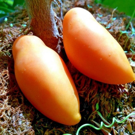 Price: €1.95 - Semillas de tomate Tschuchloma - Seeds Gallery