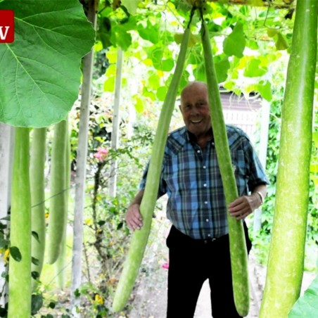 Price: €2 - Flaschenkürbis Snake Samen Herkuleskeule -