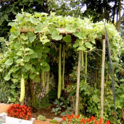 Semi di Zucca Lunghissima SERPENTE (Lagenaria siceraria) 2 - 1