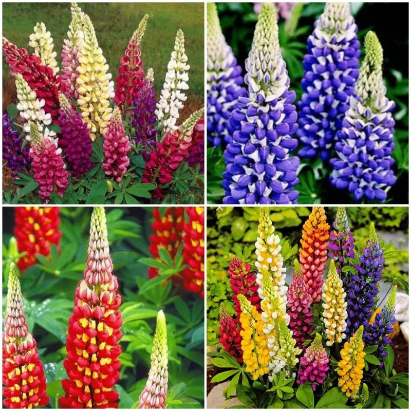 Kings Lupin Seeds (Lupinus polyphyllus)