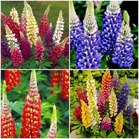 Kings Lupin Seeds (Lupinus polyphyllus)