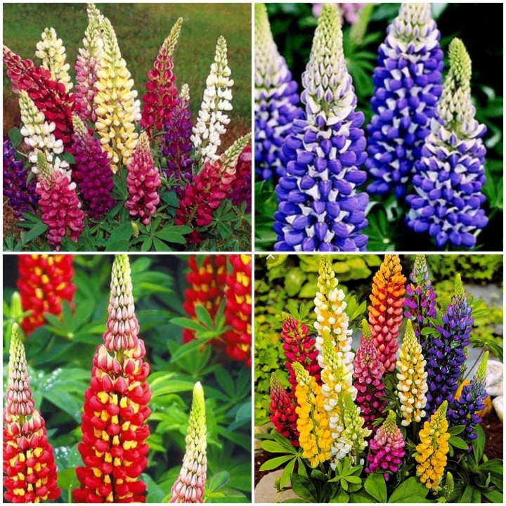Nasiona łubinu trwałego (Lupinus polyphyllus) - 175.934363