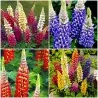 Kings Lupin Seeds (Lupinus polyphyllus)