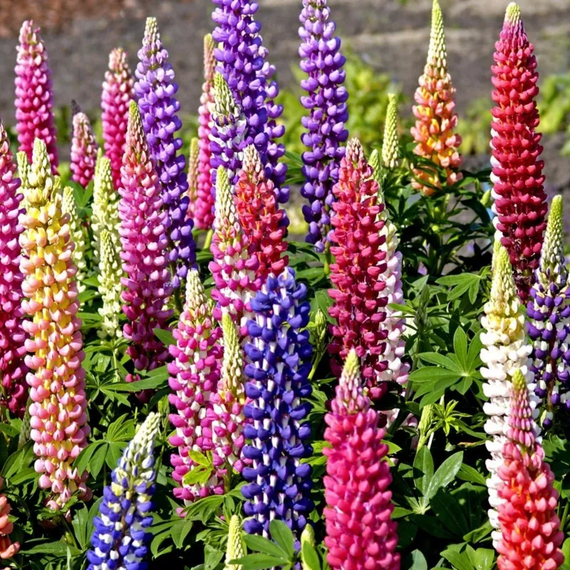 Σπόροι Βασιλέων λούπινου Russell Mix (Lupinus Polyphyllus)