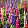 Price: €1.5 - Semillas de los Reyes Lupino (Lupinus Polyphyllus) - 