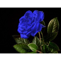 Sementes de Rosa Azul - Blue