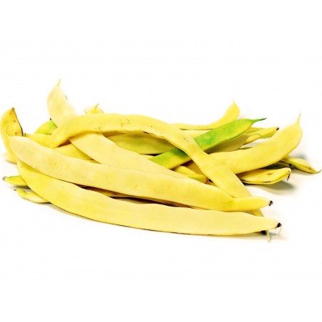 Price: €1.25 - Semillas de frijol Marvel of Venice - Seeds Gallery