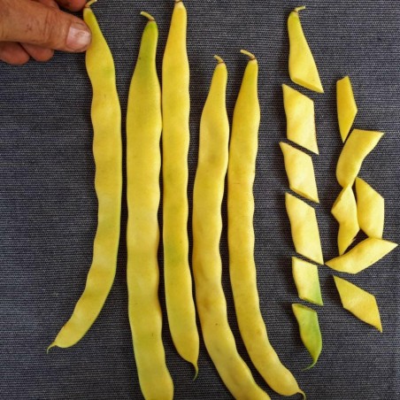 Price: €1.25 - Semi di Fagioli Giallo Meraviglia di Venezia - Seeds Gallery
