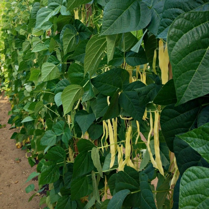 Price: €1.25 - Graines de Haricots Merveille de Venise - Seeds Gallery