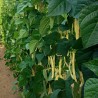 Price: €1.25 - Semillas de frijol Marvel of Venice - Seeds Gallery