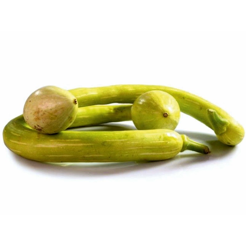 Price: €2.35 - Seme Tikvice TROMBETTA DI ALBENGA - Seeds Gallery