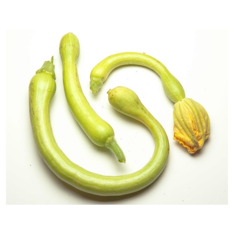 Price: €2.35 - Sementes de abóbora TROMBETTA DI ALBENGA - Seeds Gallery