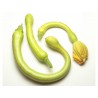 Price: €2.35 - Fröer till zucchini Trombetta di Albenga - Seeds Gallery