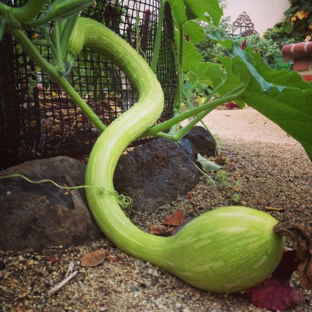 Price: €2.35 - Semillas de calabaza TROMBETTA DI ALBENGA - Seeds Gallery