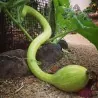 Semi di Zucca TROMBETTA D'ALBENGA