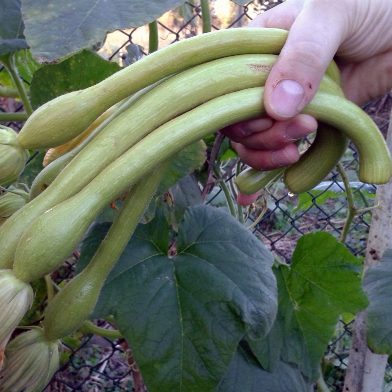 Price: €2.35 - Semillas de calabaza TROMBETTA DI ALBENGA - Seeds Gallery