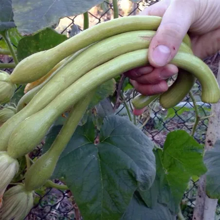Semi di Zucca TROMBETTA D'ALBENGA