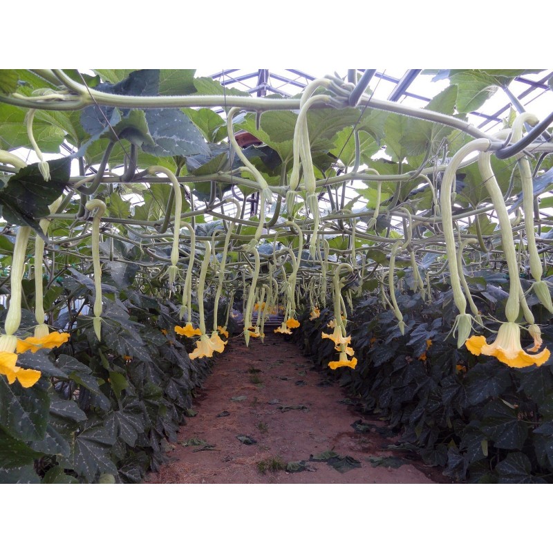Price: €2.35 - Seme Tikvice TROMBETTA DI ALBENGA - Seeds Gallery