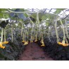 Price: €2.35 - Sementes de abóbora TROMBETTA DI ALBENGA - Seeds Gallery