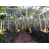 Semi di Zucca TROMBETTA D'ALBENGA
