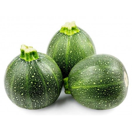 Price: €2.15 - Κολοκυθάκι στρογγυλό σπόροι TONDO CHIARO DI TOSCANA - Seeds Gallery