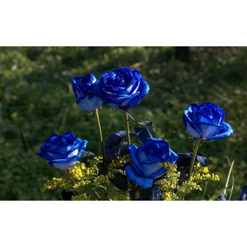 Sementes de Rosa Azul - Raras - Exóticas