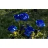 Σπόροι Blue Rose
