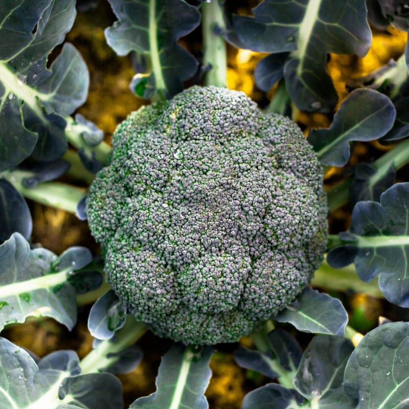 Price: €1.95 - Graines de Brocoli Ramoso Calabrese - 