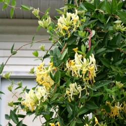 Echtes Geißblatt Samen (Lonicera caprifolium) 1.95 - 1