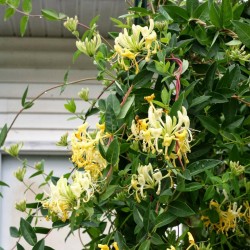 Price: €1.95 - Semi di Caprifoglio Comune o Madreselva (Lonicera caprifolium) - Seeds Gallery
