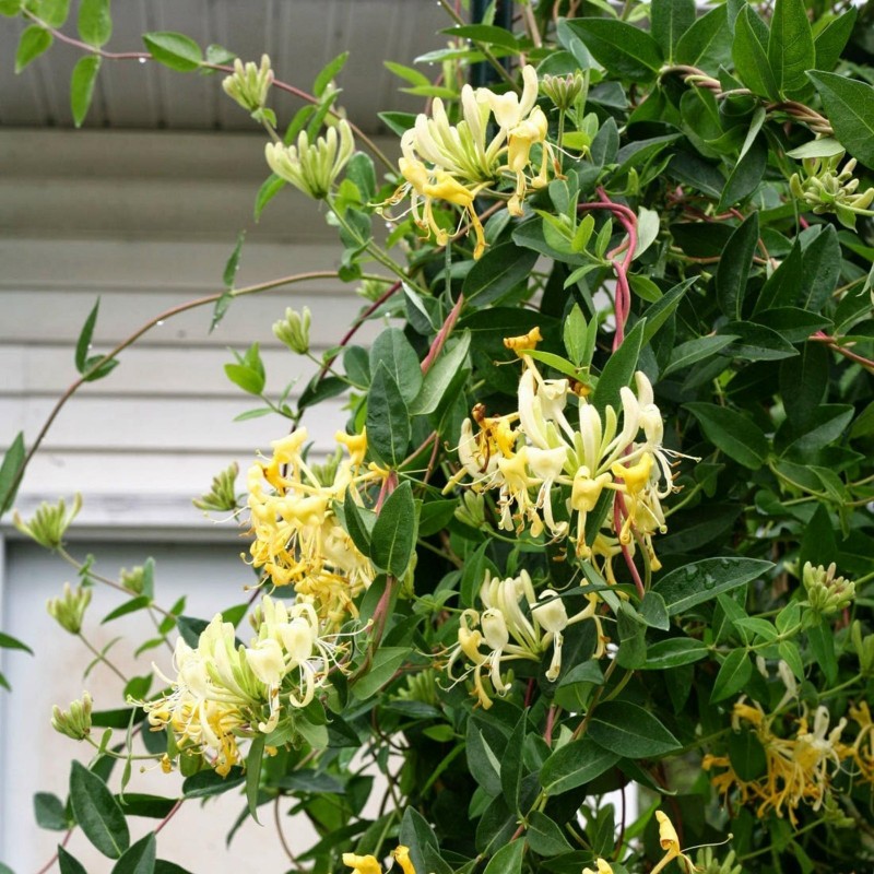 Price: €1.95 - Semillas de madreselva de los jardines (Lonicera caprifolium) - Seeds Gallery