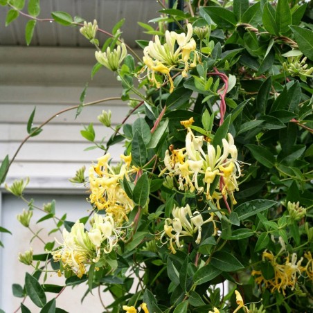 Price: €1.95 - Italian woodbine seeds (Lonicera caprifolium) - Seeds Gallery