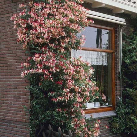 Price: €1.95 - Italian woodbine seeds (Lonicera caprifolium) - Seeds Gallery